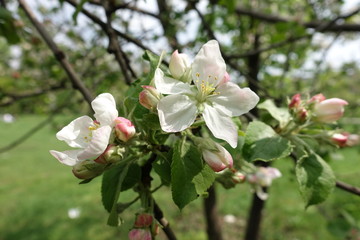 Lush foliage and white flowers of apple tree in spring