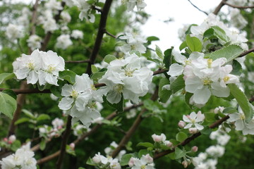 Many white flowers in the leafage of apple tree in spring