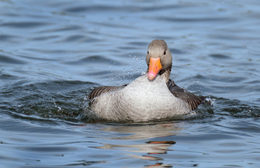 Greylag goose washing in fresh water lake.
