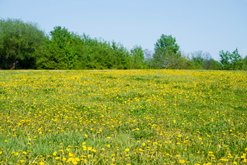 Spring field from dandelions