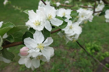 Twig of blossoming apple tree in spring