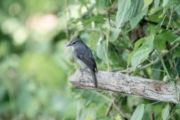 Bird in African