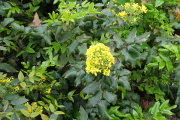 Yellow flowers in the leafage of Oregon grape in spring