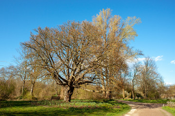 Chestnut tree in spring season