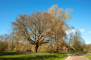 Fototapeta na wymiar Chestnut tree in spring season