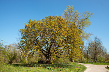 Obraz premium Chestnut tree in spring season