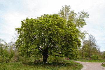 Fototapeta na wymiar Chestnut tree in spring season