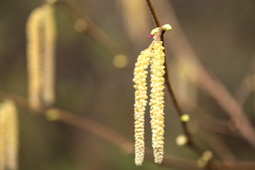 Hazel catkins - Corylus avellana in early spring closeup. branches with flowers of Hazel catkins...