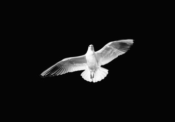 seagull flying in the sky