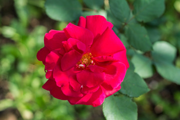 Obraz premium Big red wild rose flower in a garden, close up
