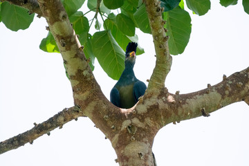 Bird in African