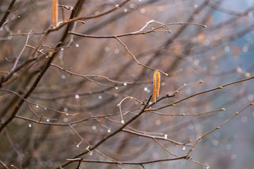 Hazel catkins - Corylus avellana in early spring closeup. branches with flowers of Hazel catkins (Corylus avellana) in early spring