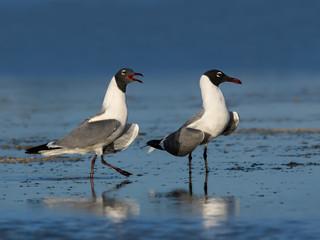 Two Laughing Gulls Resting on the Pond