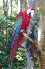 ベニコンゴウインコの全身
