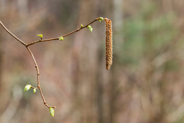 Hazel catkins - Corylus avellana in early spring closeup. branches with flowers of Hazel catkins (Corylus avellana) in early spring