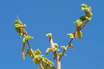 The catkins on a Hazelnut Tree with new spring leaf growth