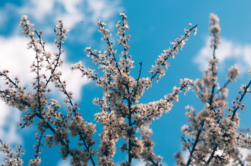 Spring time. Blossom plants closeup
