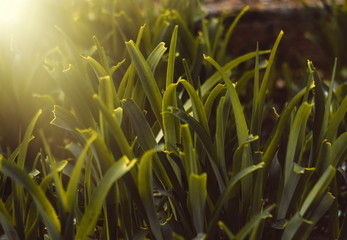 Abstract view on the spring grass