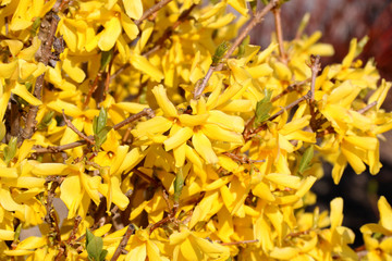 Border forsythia branch in springtime is an ornamental deciduous shrub of garden origin. Golden...