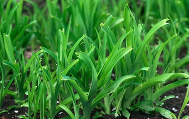 Abstract view on the spring grass