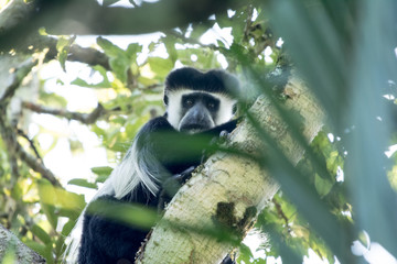 Obraz premium Colobosu black and white portrait