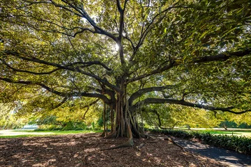 Keuken spatwand met foto Fig tree in Sydney Botanical Gardens © Michael Evans