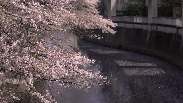 風に舞い散る神田川の桜