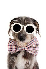 PORTRAIT ELEGANT DOG CELEBRATING A BIRTHDAY, FATHERS DAY  OR ANNIVERSARY WEARING VINTAGE CHECKERED BOW TIE  AND EYE SUNGLASSES. ISOLATED ON WHITE BACKGROUND.