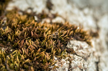 Moss closeup on the tree