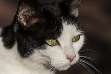 Portrait einer schwarz weißen Katze