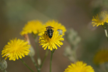 BEE ON THE FLOWER 3