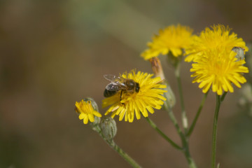BEE ON THE FLOWER 4