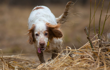 Hunting dog. English setter. Woodcock hunting. Hunting dog runs on the dried grass.