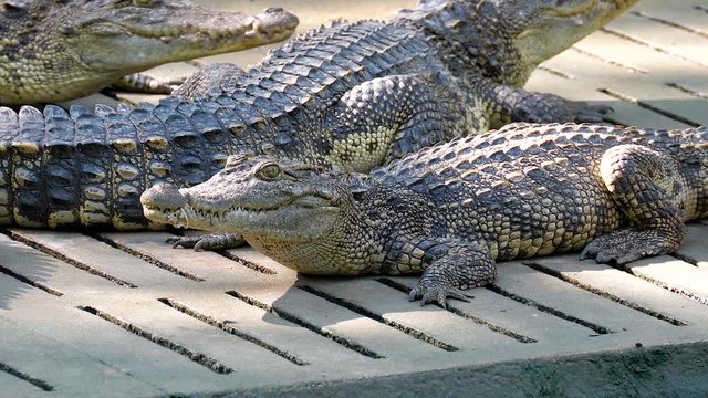 Zoom in crocodile breathing and open eye in the zoo
