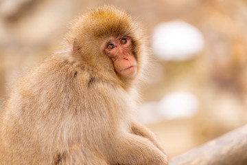 Japanese Snow monkey