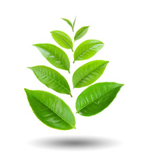 Obraz premium tea leaf isolated on white background