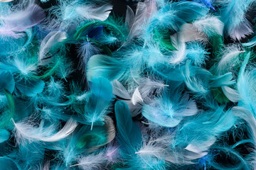seamless background with bright blue, green and turquoise feathers isolated on black