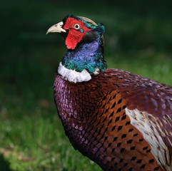 Pheasants are characterised by strong sexual dimorphism, males being highly decorated with bright colors and adornments such as wattles. Males are usually larger than females and have longer tails.