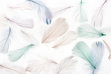 Fototapeta na wymiar seamless background with multicolored light beige, green and blue feathers isolated on white