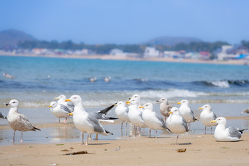 青空と青い海、砂浜に戯れるカモメ