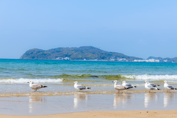 青空と青い海、砂浜に戯れるカモメ