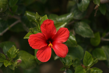 Obraz premium CUTIE RED FLOWER