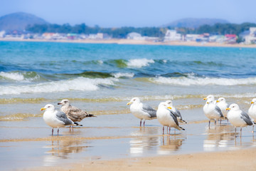 青空と青い海、砂浜に戯れるカモメ