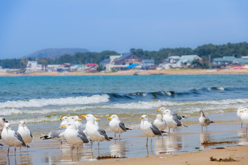 青空と青い海、砂浜に戯れるカモメ