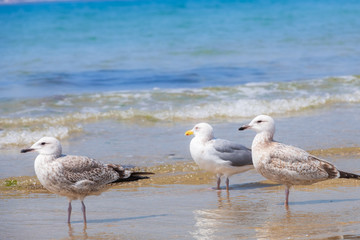 青空と青い海、砂浜に戯れるカモメ