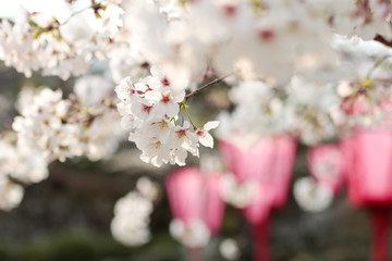 桜