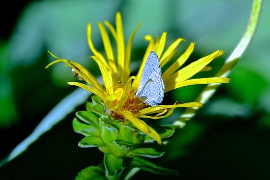 Blue Butterly On Yellow Flower