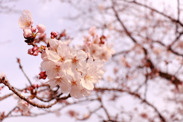 桜