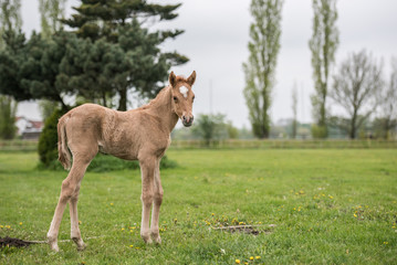 Obraz premium kleines braunes Fuchsfohlen Pferde auf der Weide Ponyfohlen, niedliches Fohlen mit tollem Abzeichen auf einer Wiese