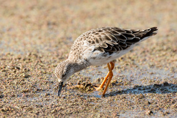 chevalier combattant, Combattant varié, Philomachus pugnax